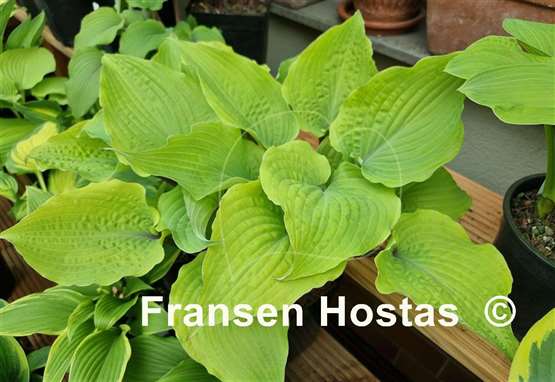 Hosta Holar Rising Flame